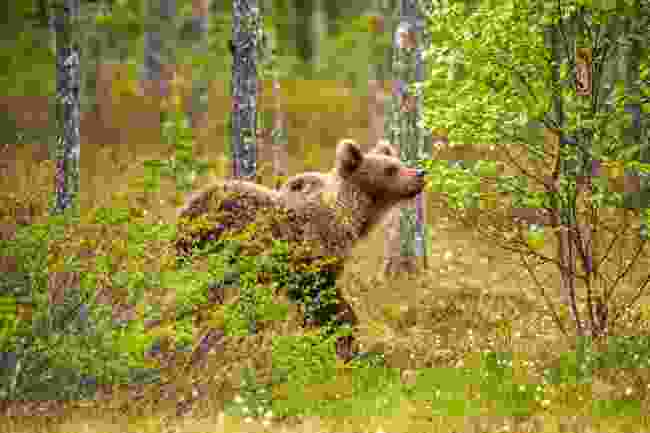 A brown bear strolls through the bog (Shutterstock)