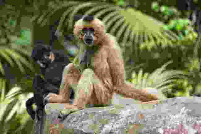 Primates hanging out in Cat Tien National Park, Vietnam (Shutterstock)
