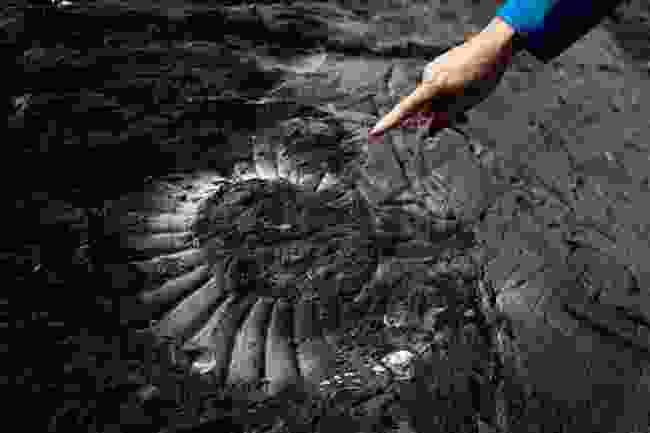 Ammonites can be seen on treks from Estancia Cristina (Estancia Cristina)