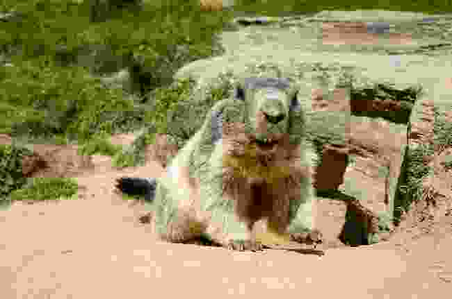 Saas-Fee’s cutest and friendliest residents, the marmots (Jemma Maryniak)