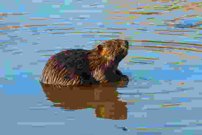 Beavers play a vital role in the eco-system of the Great Lakes (Alamy Stock Photo)