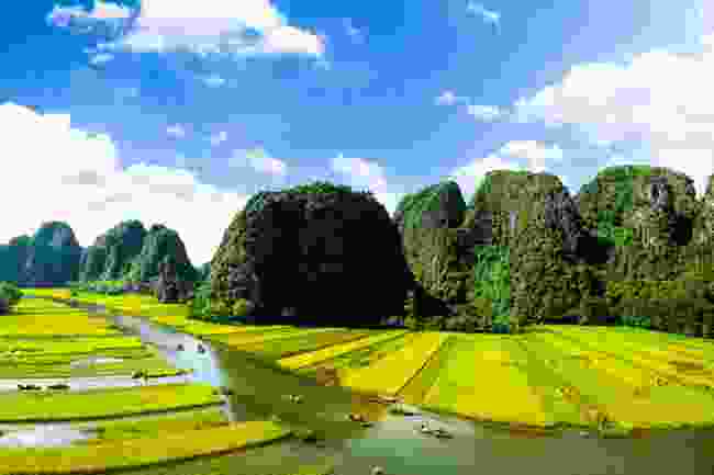 The Ngo Dong River and rice fields in Ninh Binh (Shutterstock)