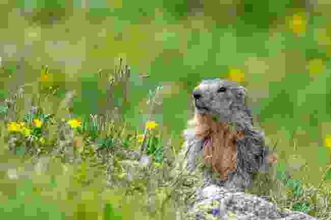 Look out for marmots (Shutterstock)