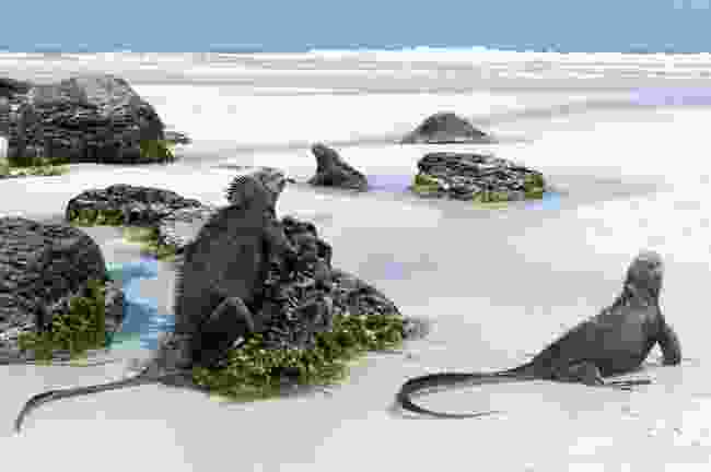 Gal&#225;pagos Marine Iguanas on a beach, Tortuga Bay, on Santa Cruz island.